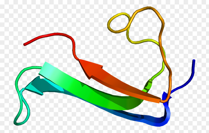 Heparin Midkine Protein Pleiotrophin Gene PNG