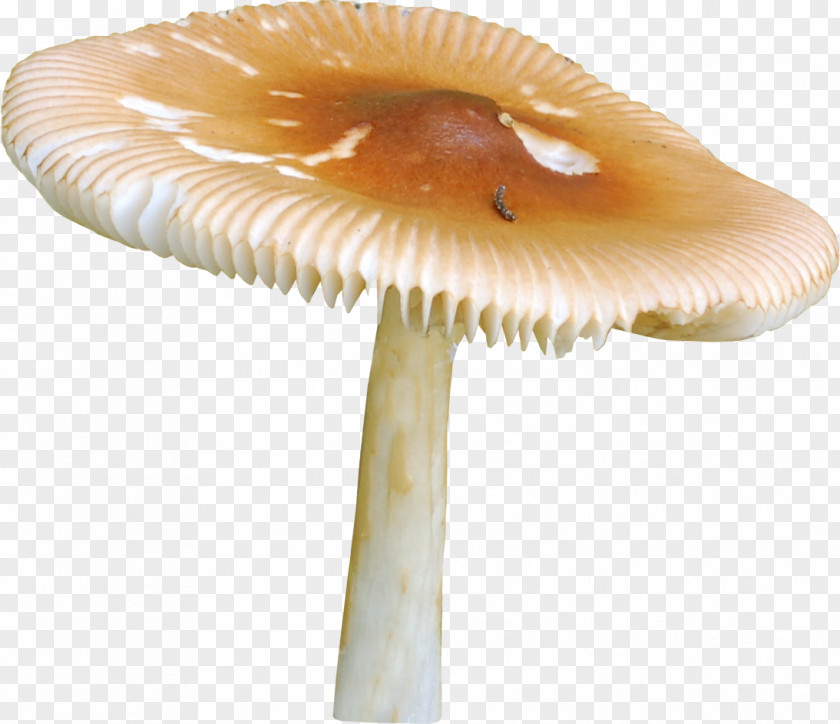 Mushroom Griby Raster Graphics Clip Art PNG