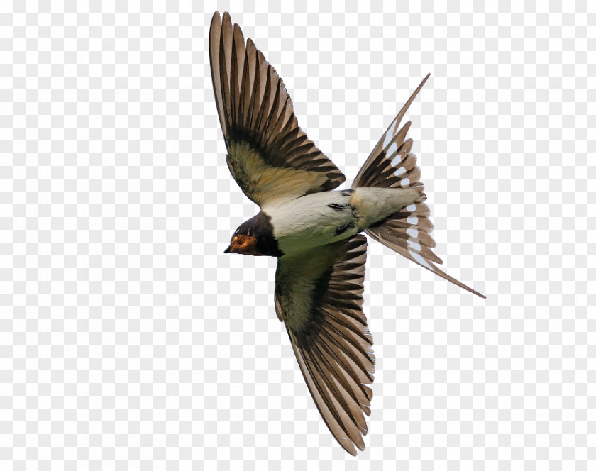 Bird Finch Common Starling Flight Eurasian Jay PNG