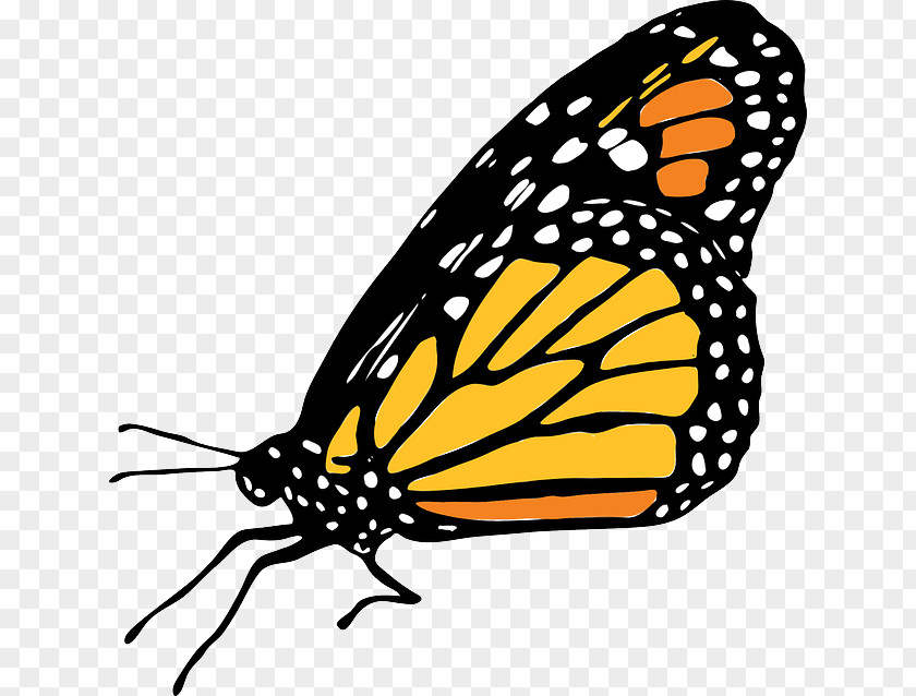 Guinea Pig Monarch Butterfly Insect Clip Art PNG