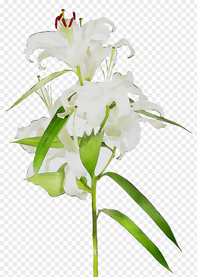 Moth Orchids Cut Flowers Floral Design Flower Bouquet PNG