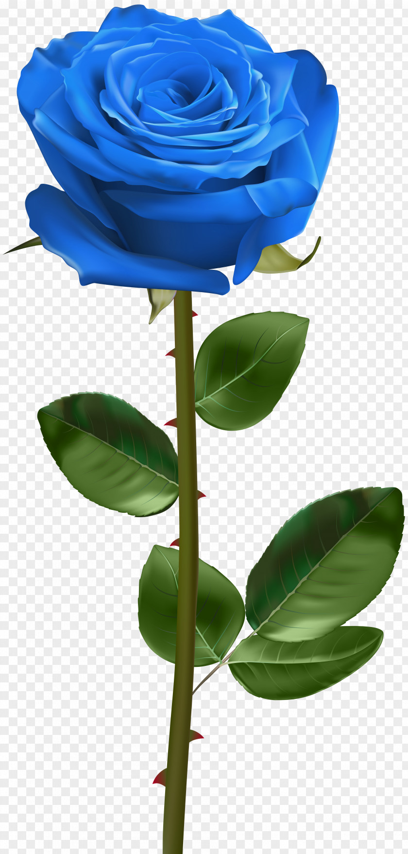 Rose Blue PNG