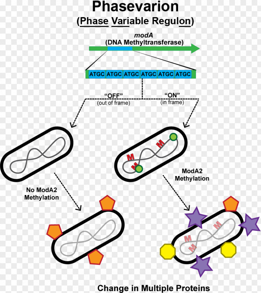 Vaccination Cartoon Images Haemophilus Influenzae Phasevarion Phase Variation Restriction Modification System Enzyme PNG