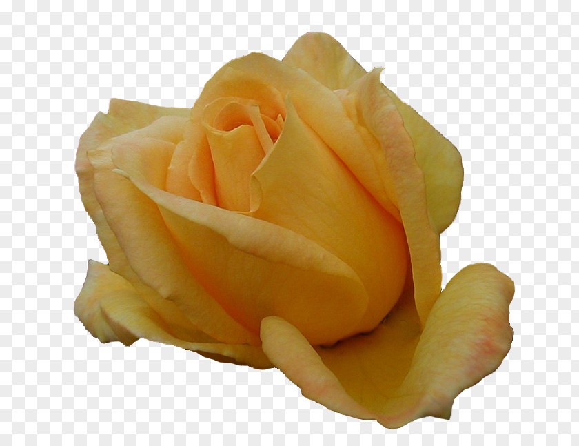 Yellow Rose Roses, Girona Flower Garden Roses PNG