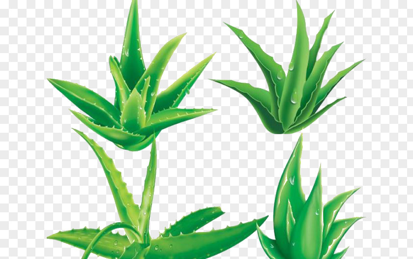 Aloe Leaf Decoration Material Vera Gel Plant PNG