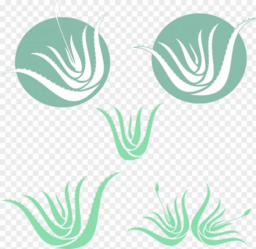 Aloe Vera Succulent Plant PNG