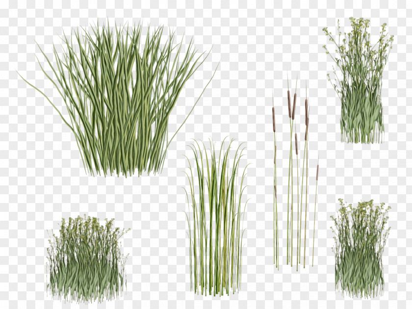 Aquarium Decor Vegetable Plant Grass Family Chives Red Pine PNG