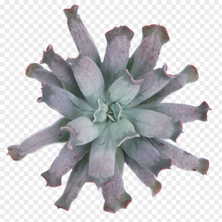 Blue Sky Echeveria Succulent Plant Plants Cactus Xerosicyos PNG
