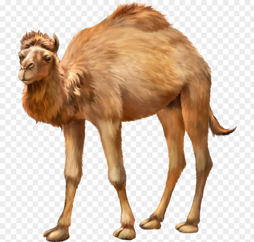 Camel Bactrian Dromedary Animal Herbivore PNG