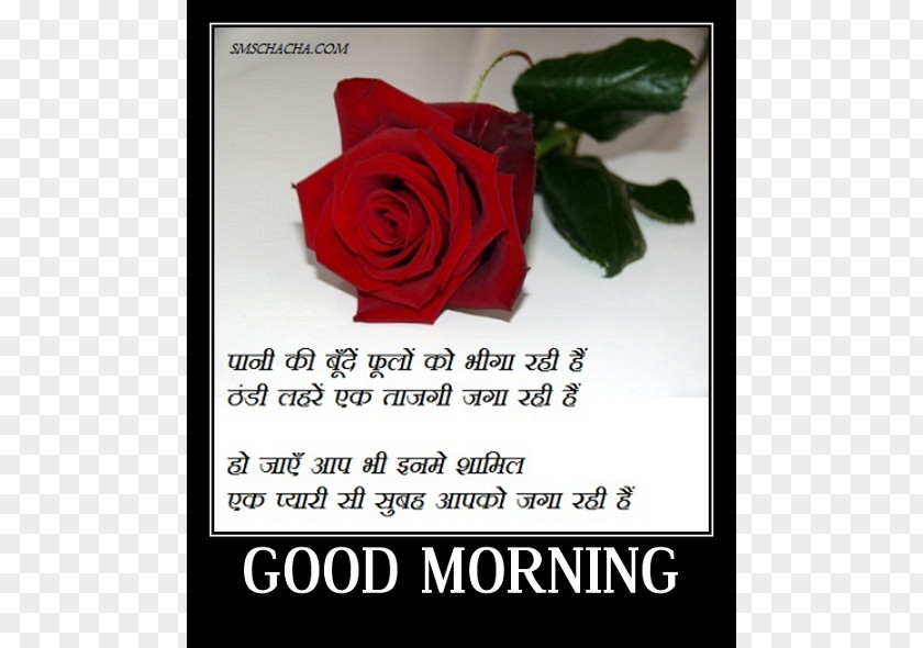 Icon Good Morning Download Urdu Poetry Hindi Love Valentine's Day WhatsApp PNG