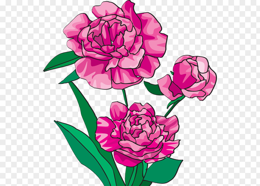Peony Cliparts Free Bai Mudan Paeonia Officinalis Pink Flowers Clip Art PNG