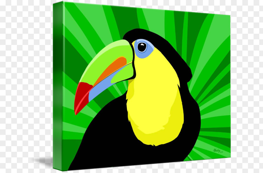 Toucan Bird Parrot Vertebrate Piciformes PNG