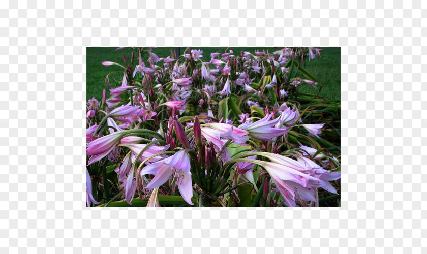 Bulb Lilium Powell's Swamp Lily Terra Ceia Farms Jersey PNG