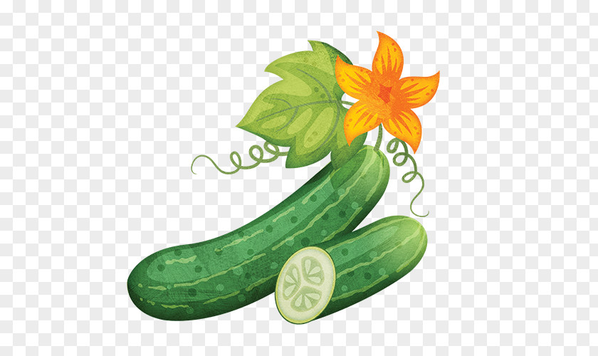 Cucumber Zucchini Vegetable Melon PNG