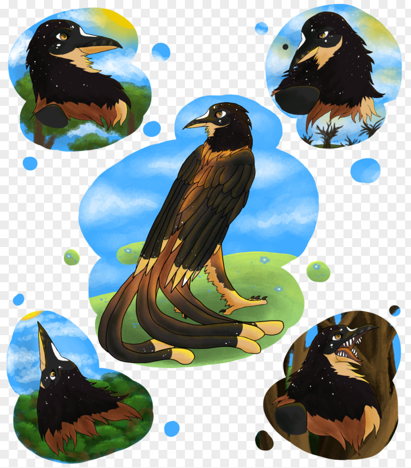 Eagle Fauna Illustration Graphics Beak PNG