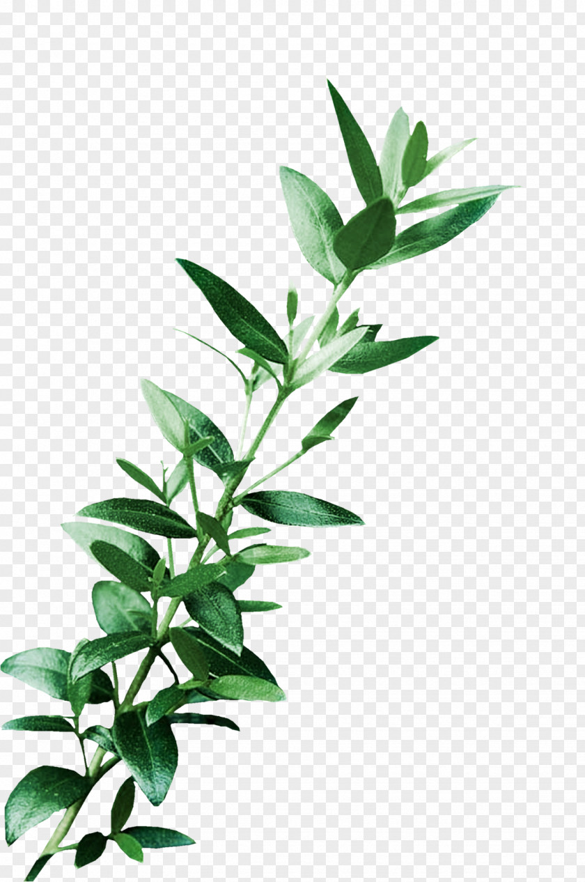 Eucalyptus Leaf Digital Image Art Clip PNG