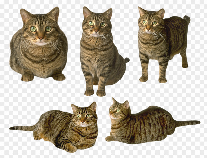 Floral Patterns Meow Cat Sounds Dog Felidae Presentation PNG