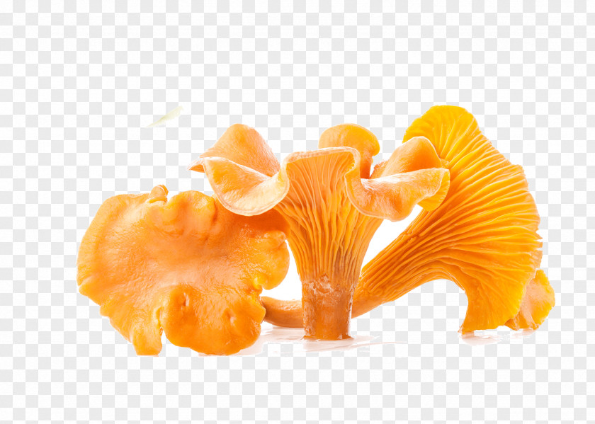 Mushroom Pictures Fruit Orange Chanterelle PNG