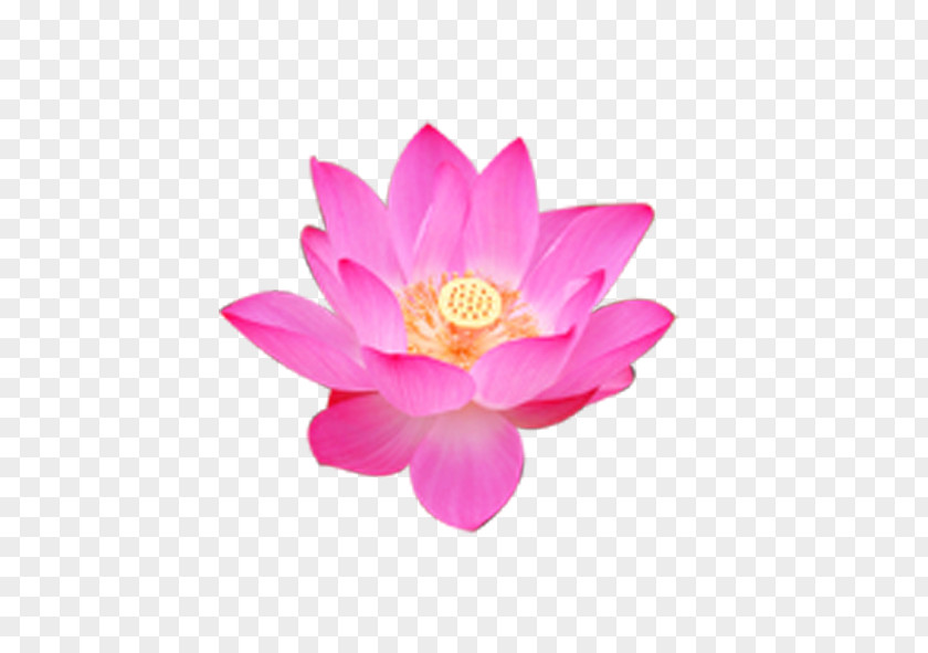 Pink Lotus Nelumbo Nucifera Flower Rulaizong Buddhism Petal PNG