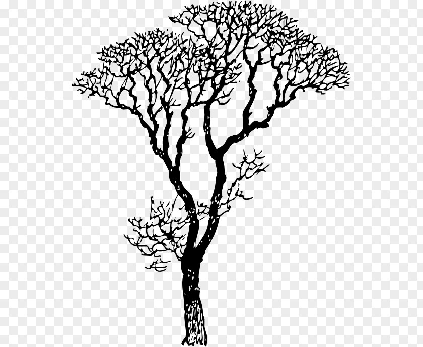 Black Tree Drawing Line Art Clip PNG