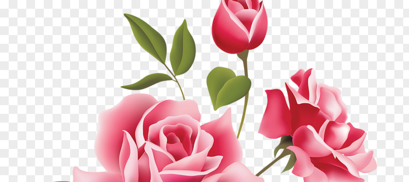 Das Leben Ist Ein Strand Rose Vector Graphics Floral Design Clip Art Flower PNG