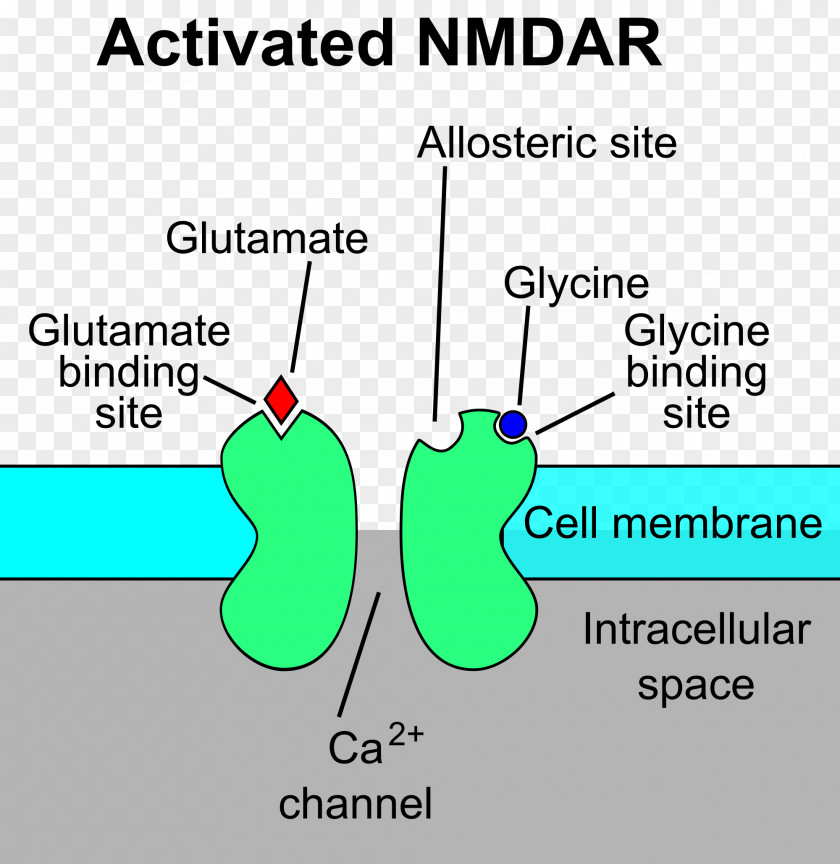 N-Methyl-D-aspartic Acid NMDA Receptor Glutamate PNG