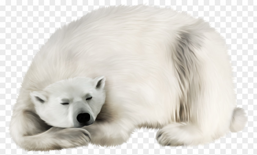 White Bear Transparent Clip Art Image Polar Kodiak Earless Seal Walrus Regions Of Earth PNG