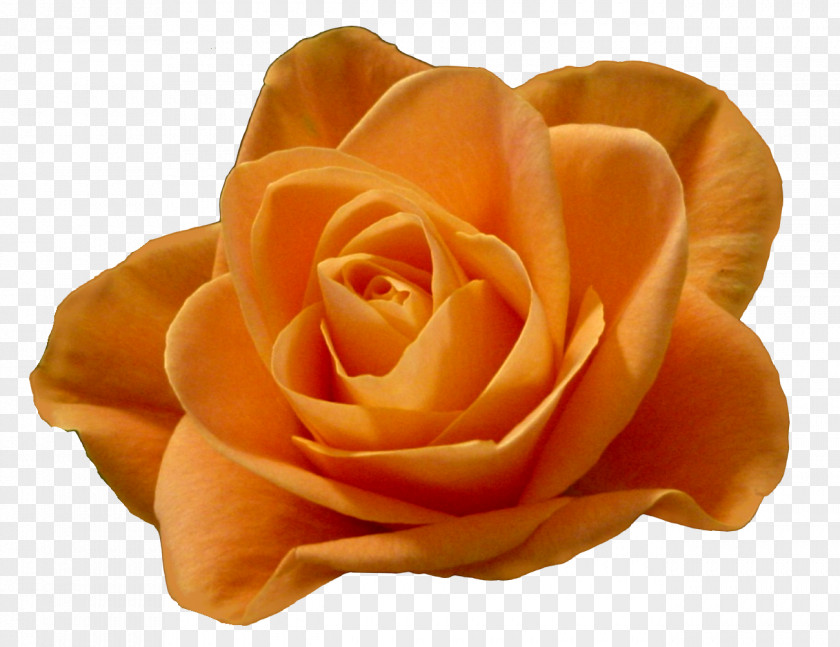 All Souls Day Xtampza ER Garden Roses Animation PNG