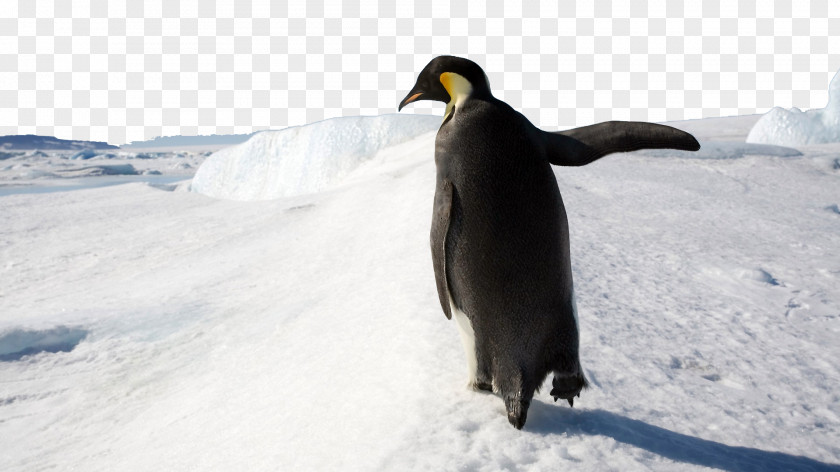 Antarctic Iceberg Four Penguin Microsoft Windows 8 Wallpaper PNG