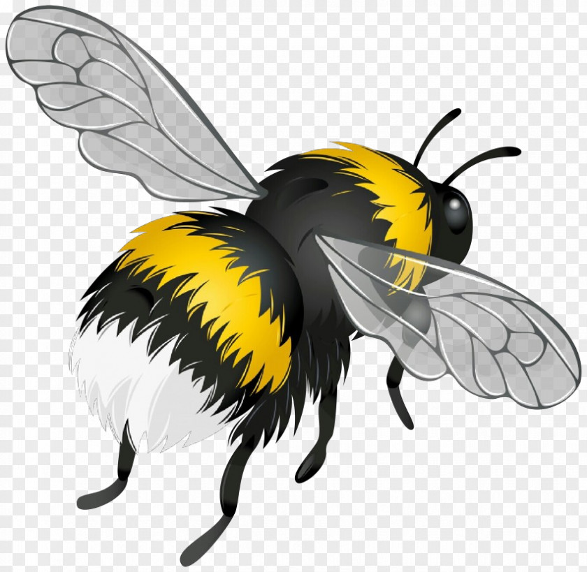 Megachilidae Wasp Bumblebee PNG