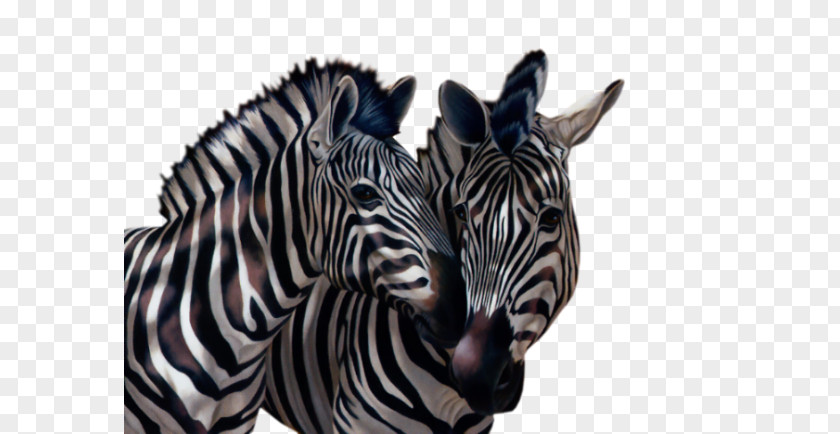 Zebra Quagga Zebre Animal Elephantidae PNG