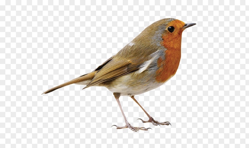 Bird European Robin American Pet Clip Art PNG