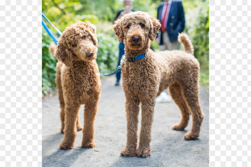 Standard Poodle Toy Goldendoodle Miniature PNG