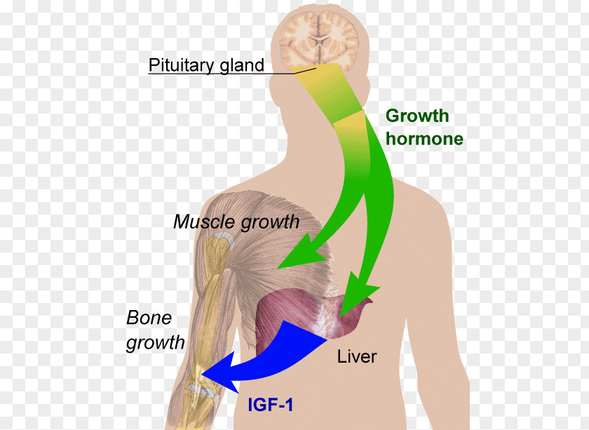 Growth Hormone Therapy Peptide Human Development PNG