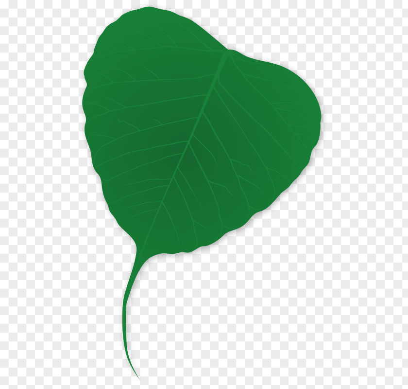 Shading Clipart Leaf Plant Tree Green PNG