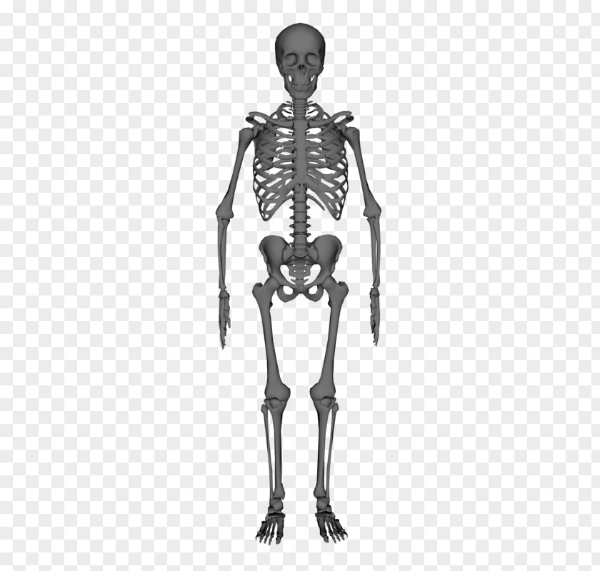 Skeleton Human Anatomy Stock Photography PNG