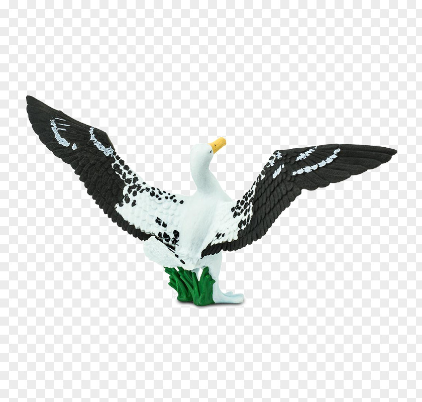 Bird Bald Eagle Great Albatross Safari Ltd Wing PNG