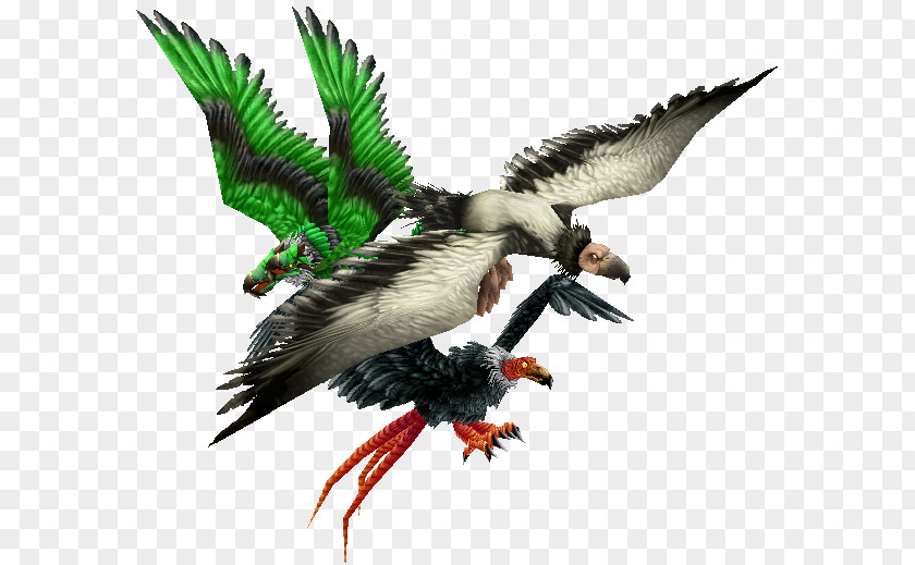 Feather Beak Animal The Pizza Company PNG