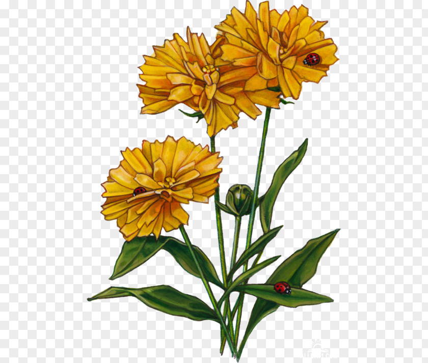 Flower Cut Flowers Plant Stem Pot Marigold Petal PNG