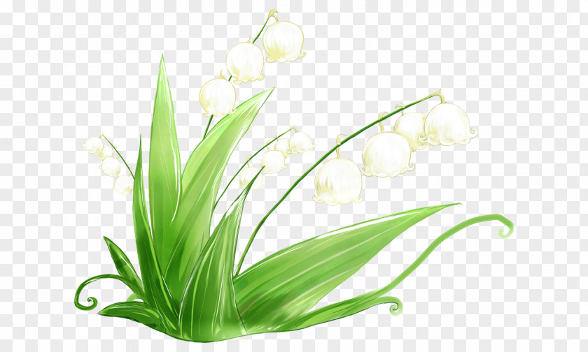 Grass Lily Of The Valley Image Orchids Vector Graphics PNG