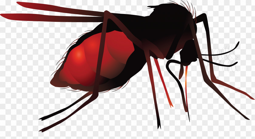 Mosquito Net Zika Virus Hematophagy PNG