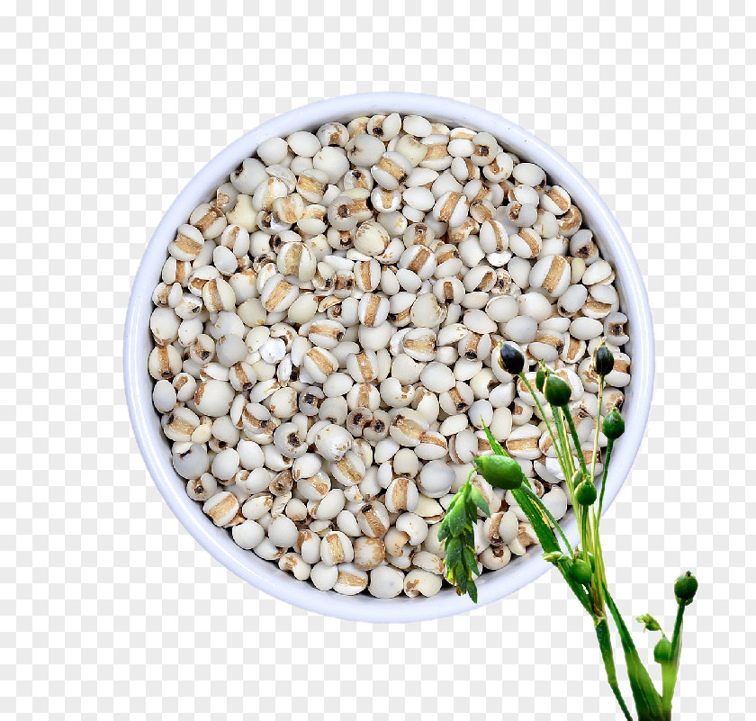 Natural Barley Rice Adlay Food U51cfu80a5 PNG