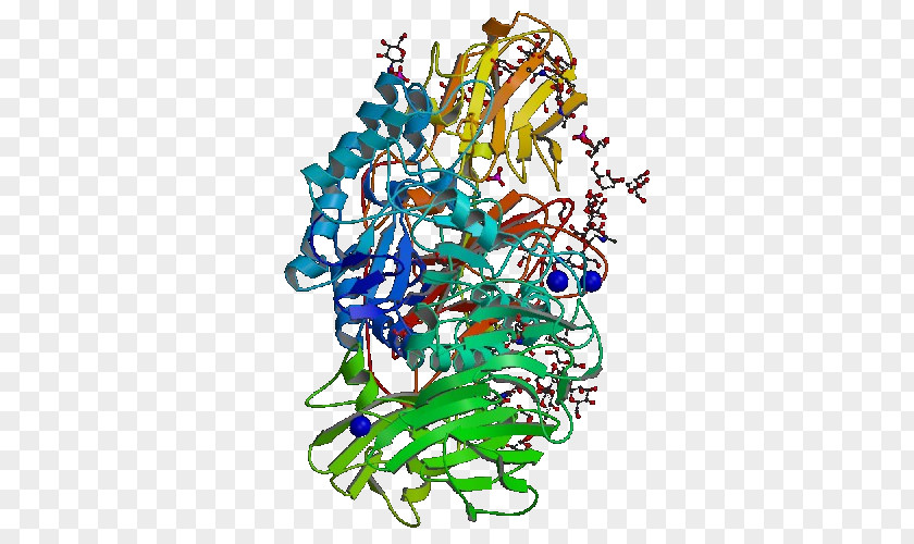 Beta-galactosidase Galactosidases Lactase Enzyme Glycoside Hydrolase PNG