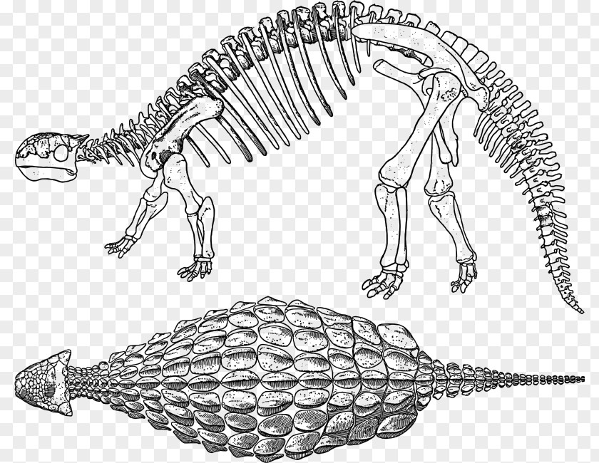 Bone Material Ankylosaurus Stegosaurus Apatosaurus Dinosaur Scelidosaurus PNG