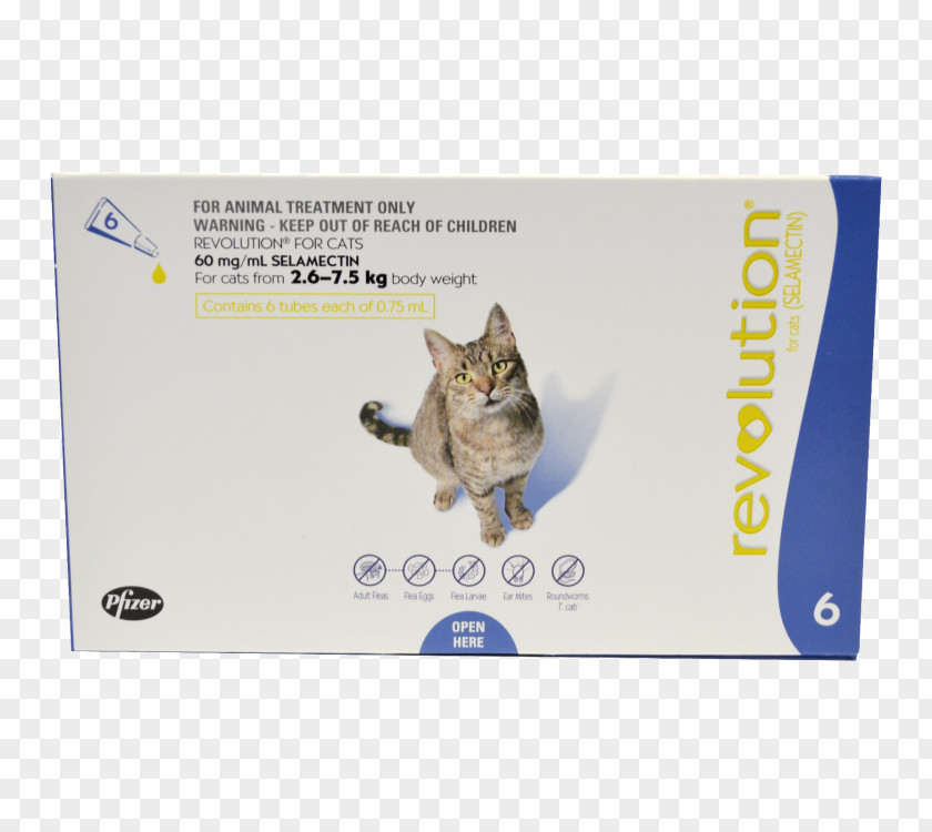 Cat Felidae Dog Selamectin Ear Mite PNG