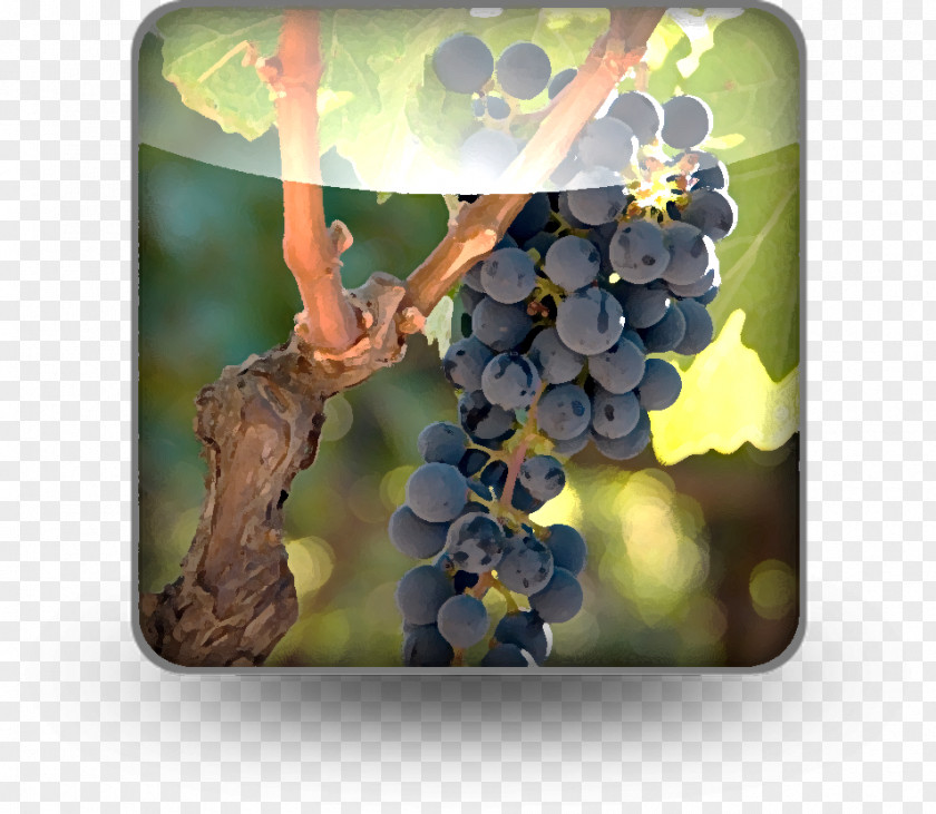 Grape PNG