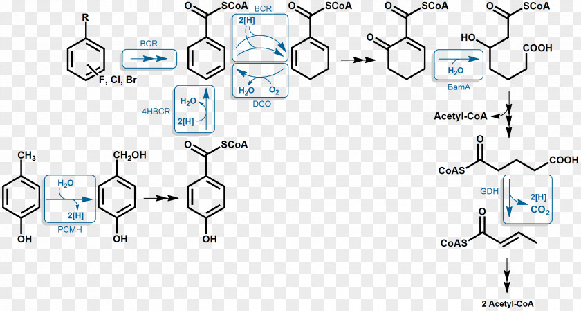 Pathway Aromatic Hydrocarbon Aromaticity Anaerobic Respiration Benzoyl Group Organism PNG