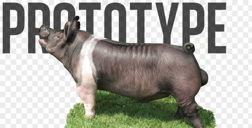 Prototype Domestic Pig Electrical Ballast Pedicurepunt-heers Xenon Photography PNG
