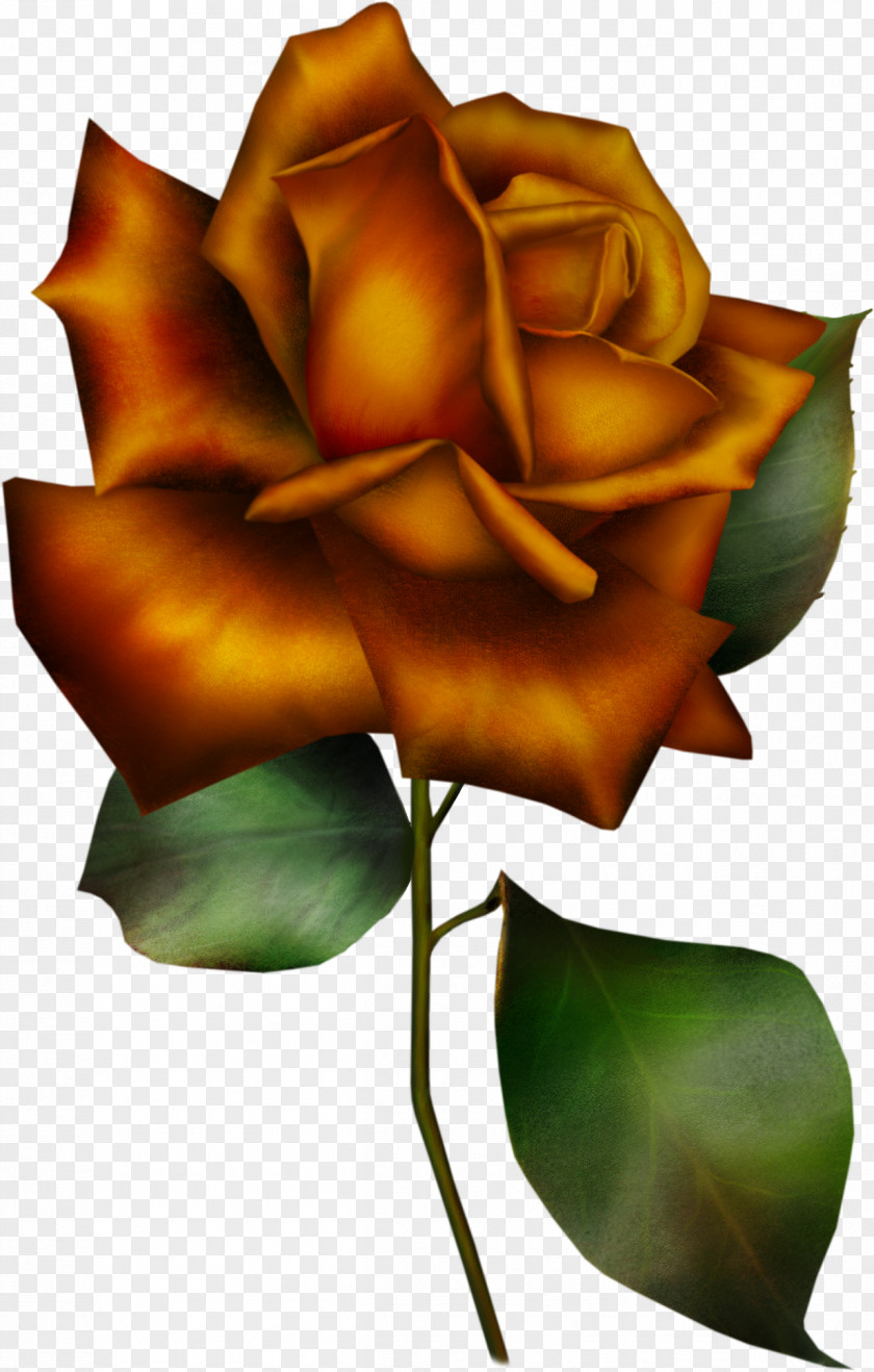 Rose Clip Art Garden Roses Flower PNG