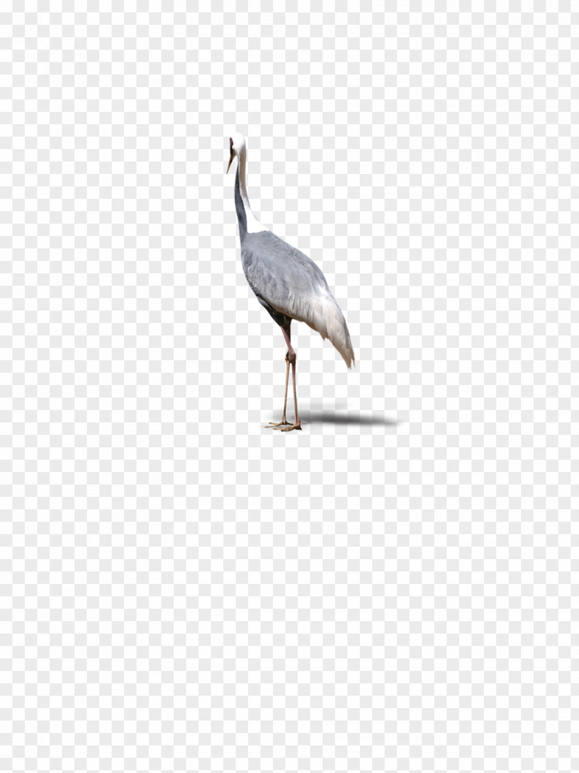 Top Single Crane, Animals, Birds Crane Water Bird Beak Seabird PNG